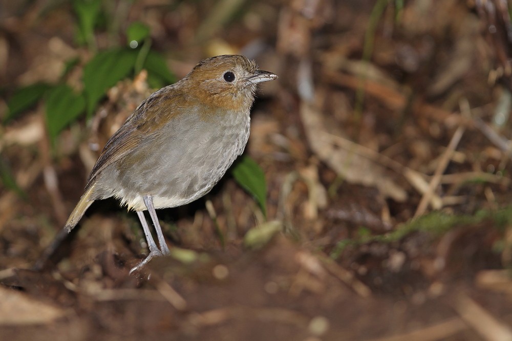 Urrao Antpitta - ML204108451