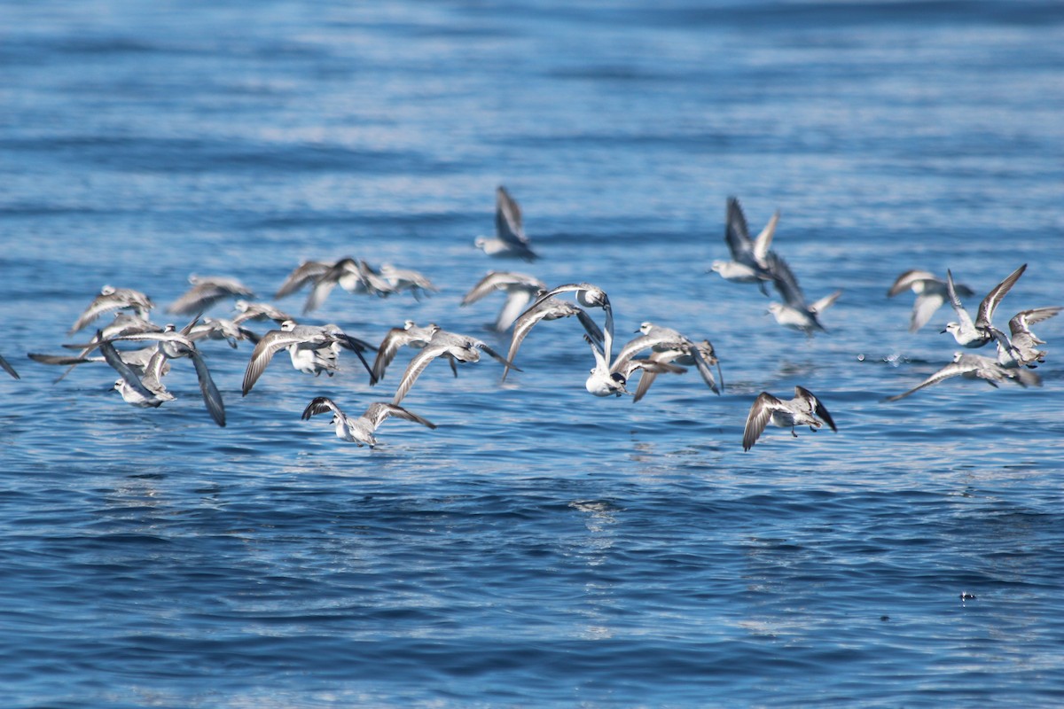 Red Phalarope - ML204109181