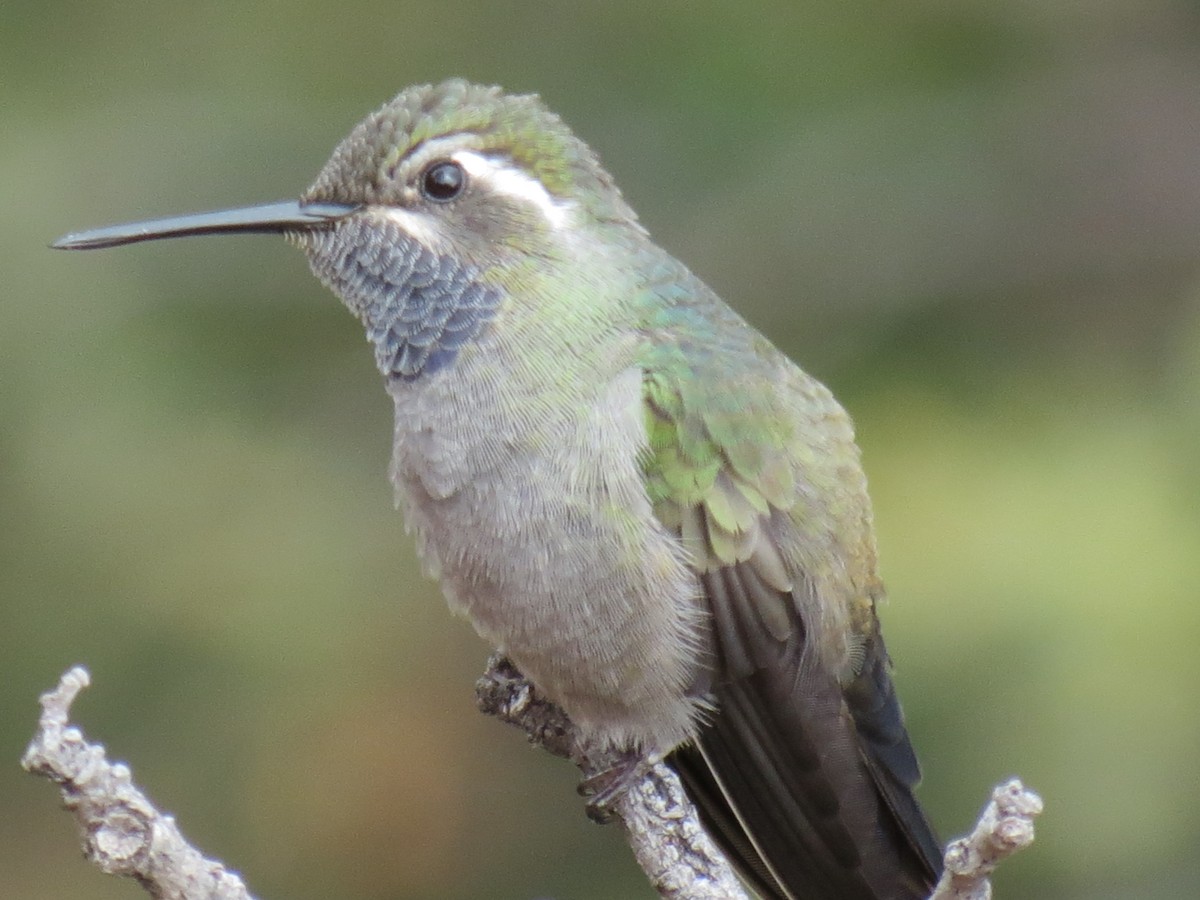 kolibřík blankytohrdlý - ML204109361