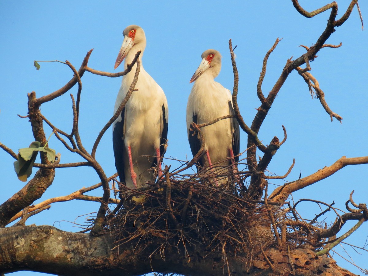 Maguari Stork - Thore Noernberg