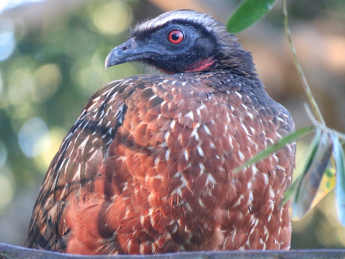Chestnut-bellied Guan - ML204109641