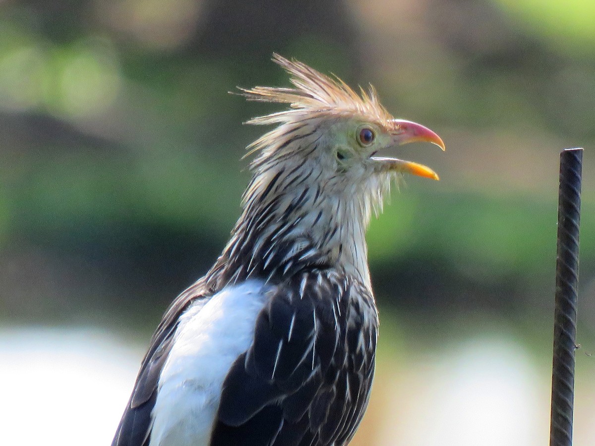 Guira Cuckoo - ML204109701