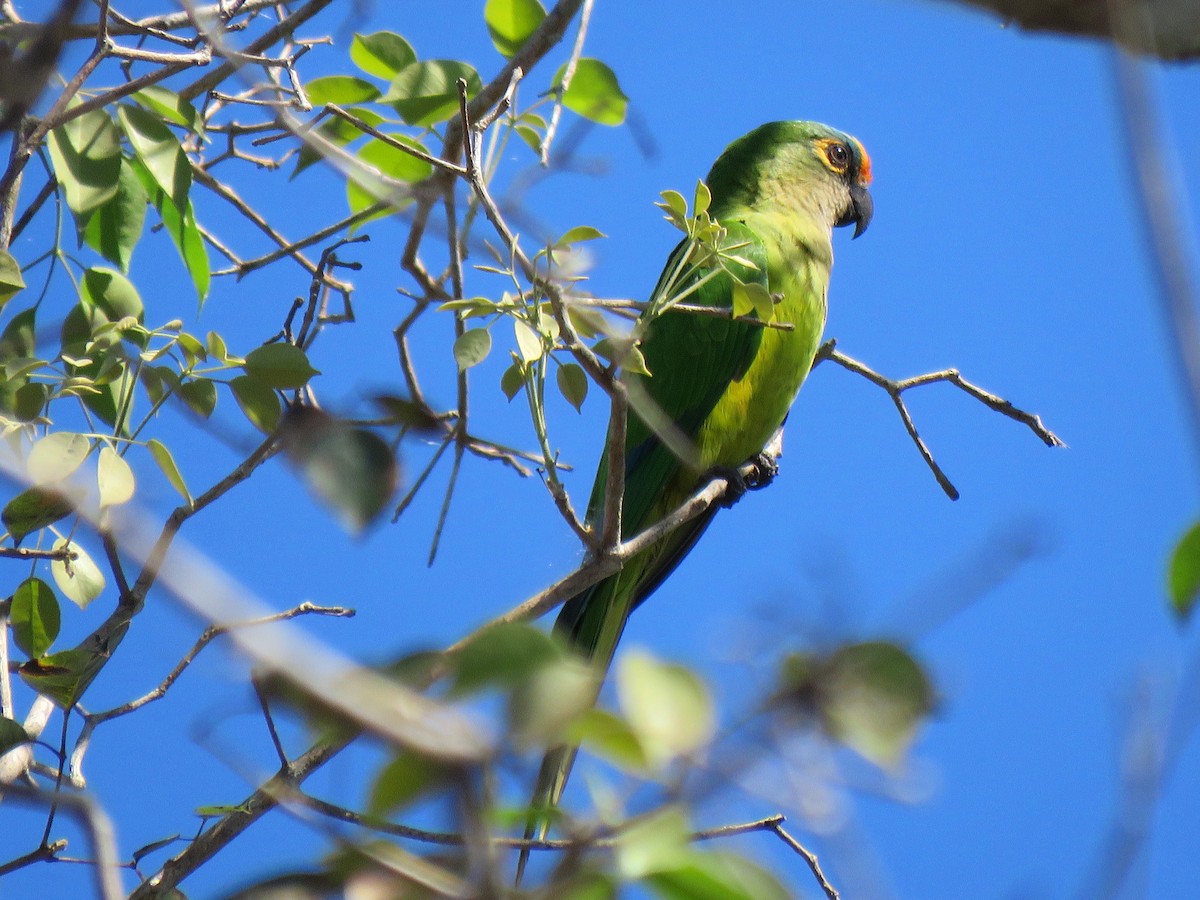 Peach-fronted Parakeet - ML204109861