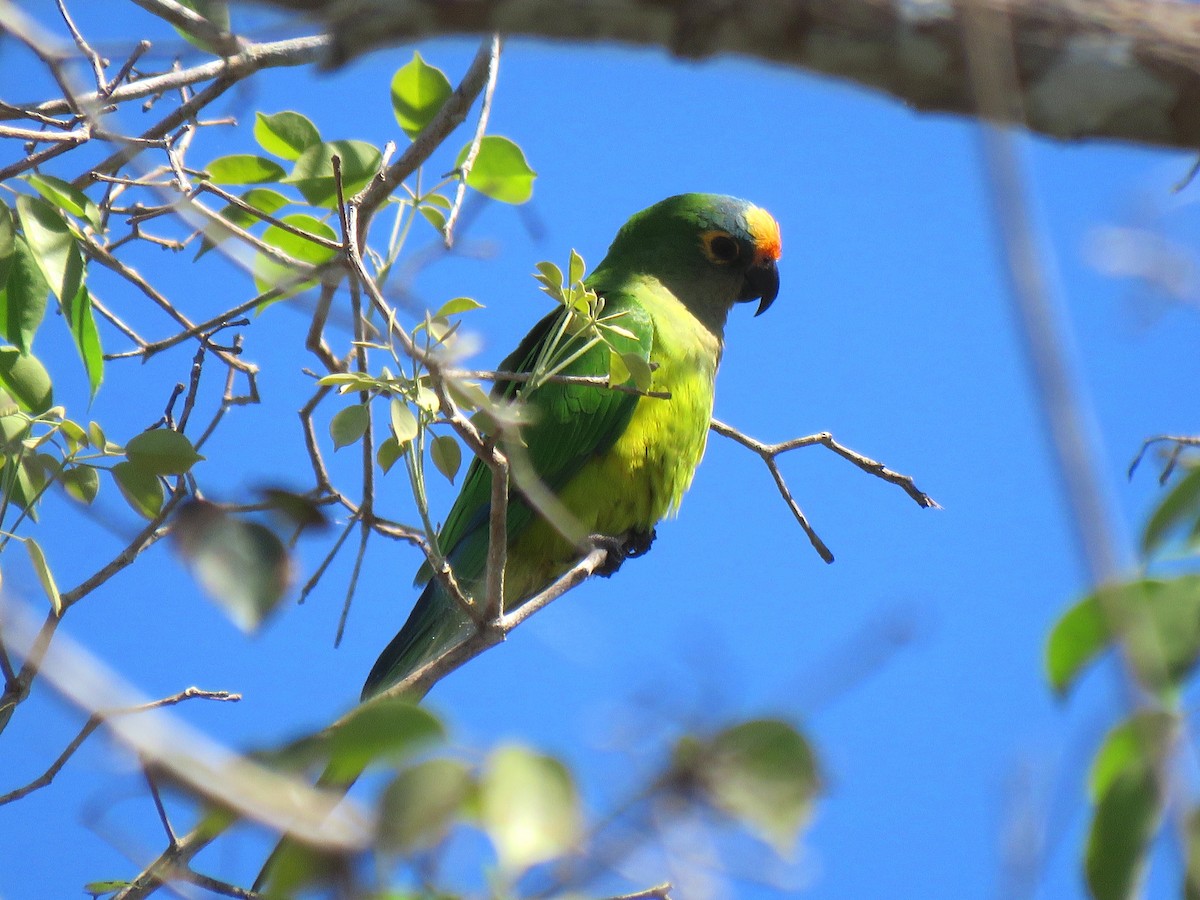 Peach-fronted Parakeet - ML204109871