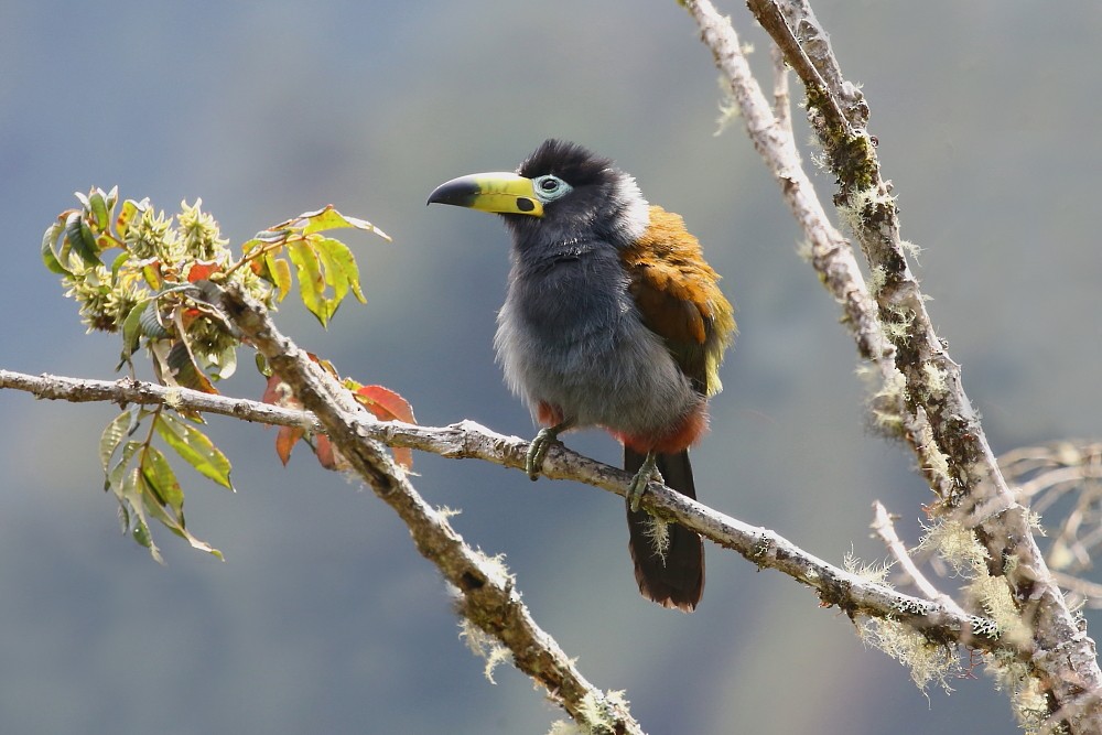 Hooded Mountain-Toucan - ML204110131