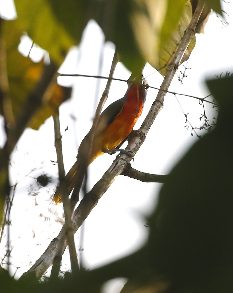 Fiery-breasted Bushshrike - ML204110141