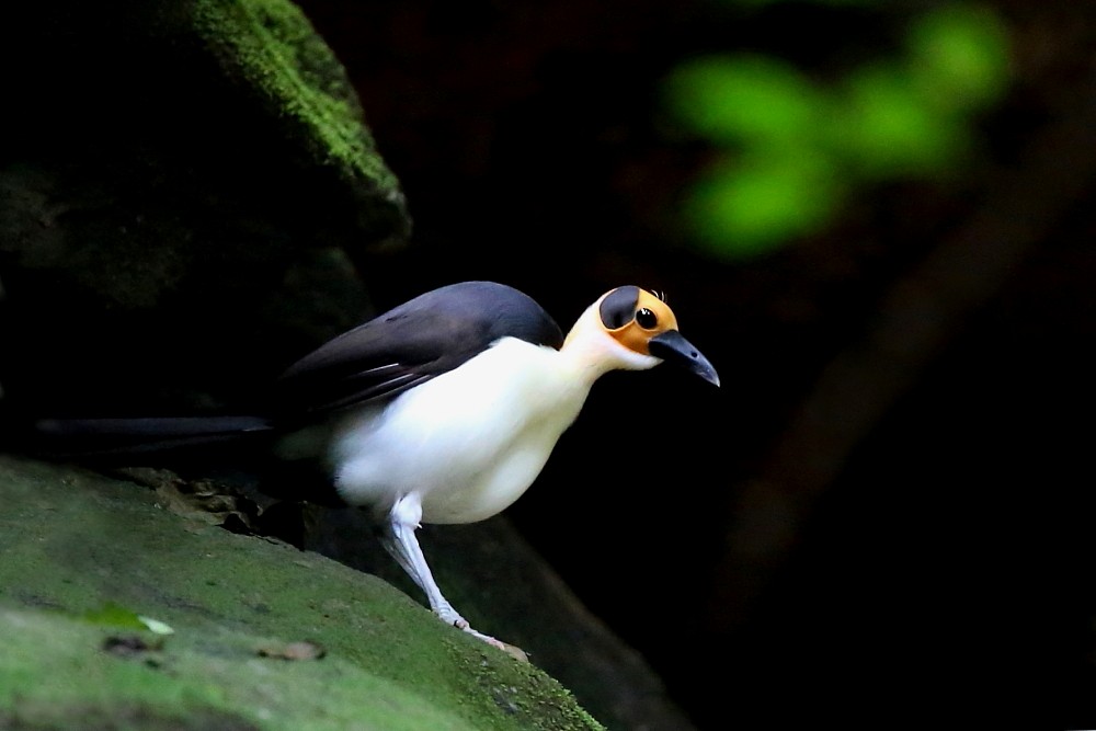 White-necked Rockfowl - ML204110251