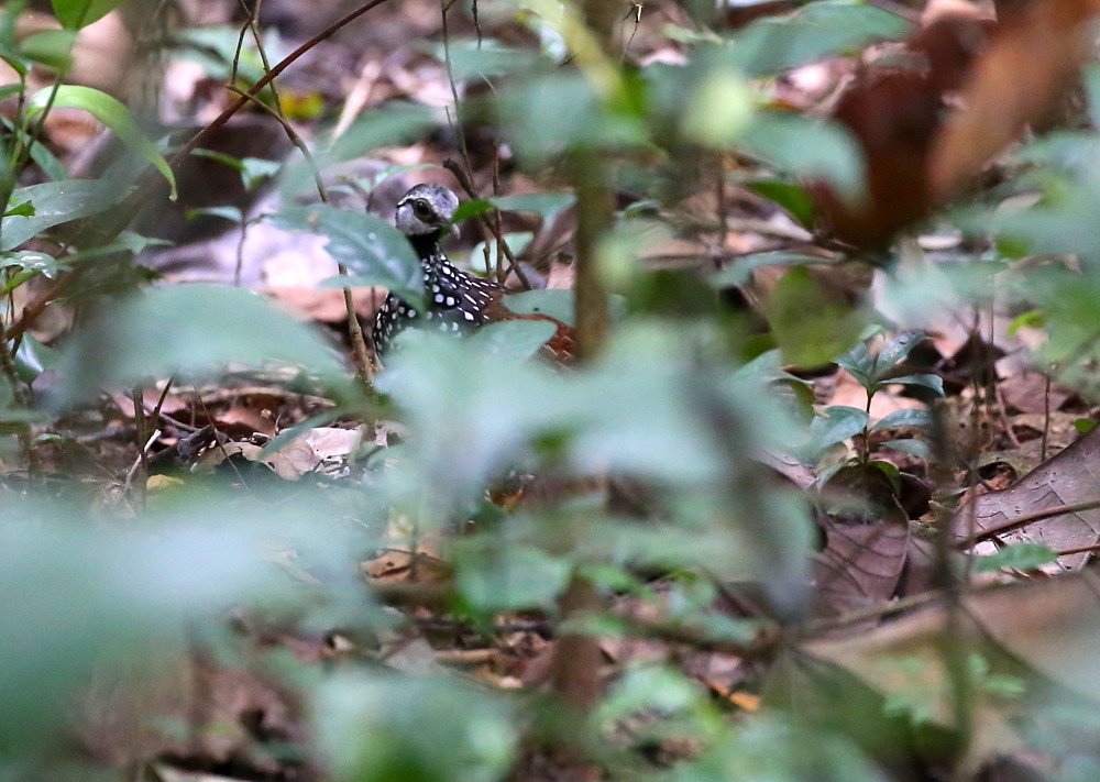 Latham's Francolin - ML204110331