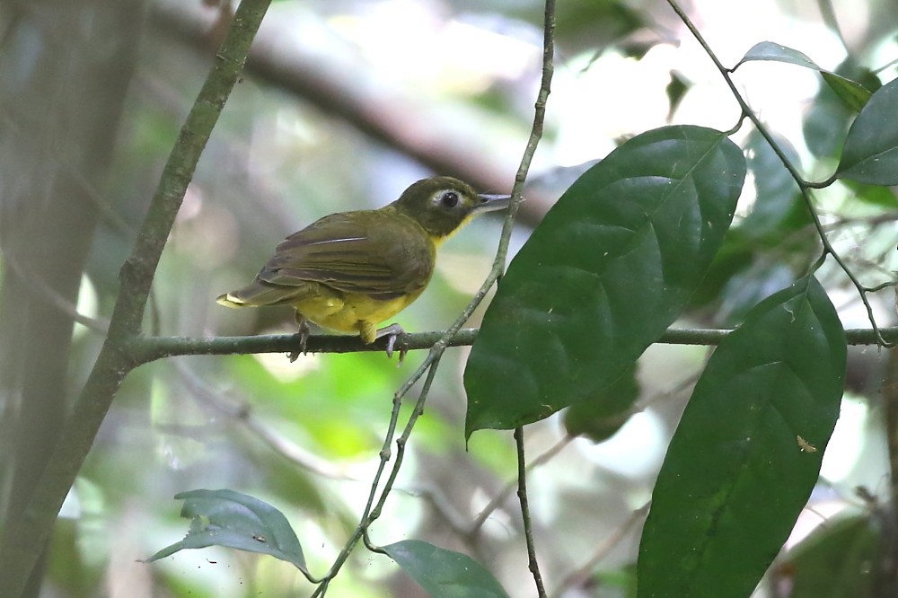 Green-tailed Bristlebill - Janos  Olah