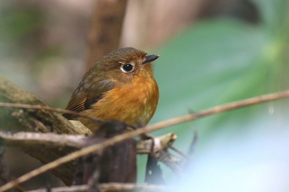 Rusty-breasted Antpitta (Rusty-breasted) - Janos  Olah