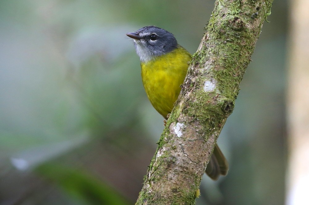 White-lored Warbler - ML204110411