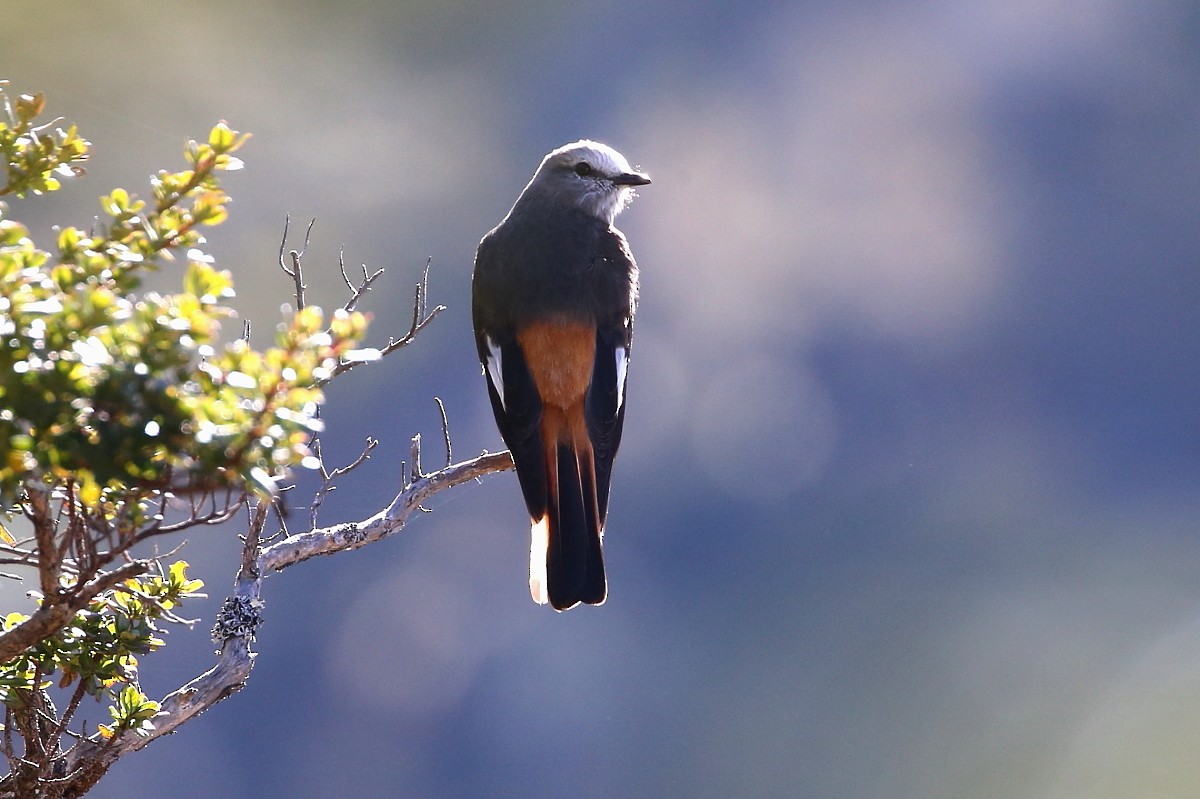Red-rumped Bush-Tyrant - ML204110431