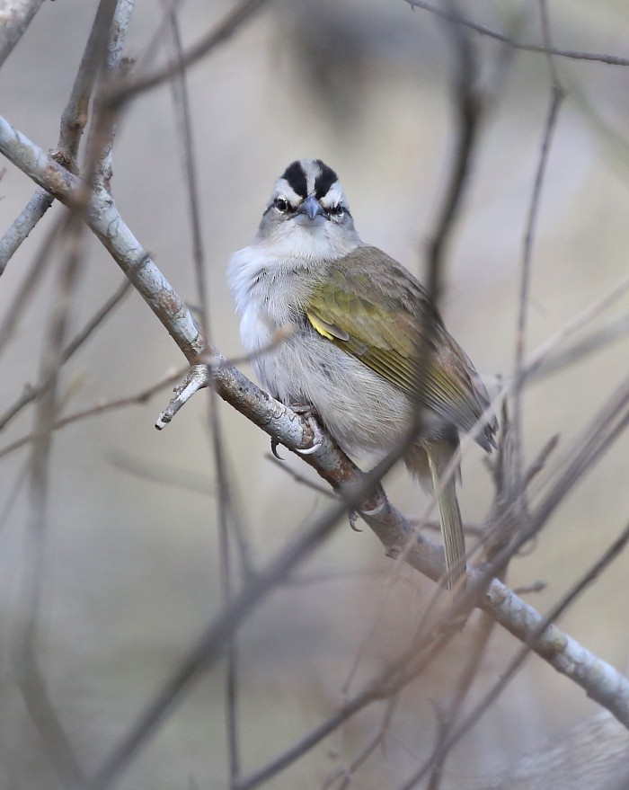 Tocuyo Sparrow - ML204110441