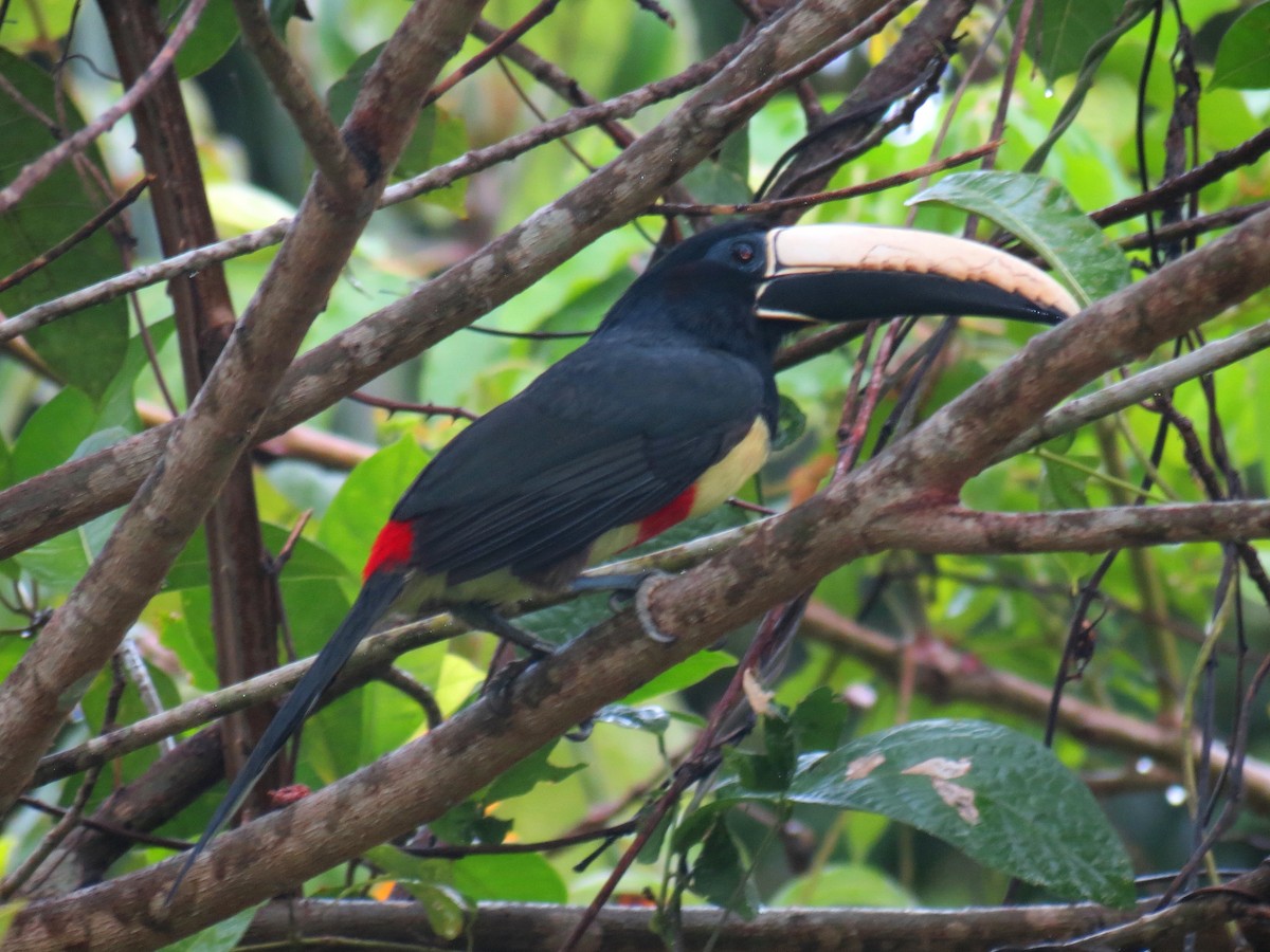 Black-necked Aracari - ML204111501