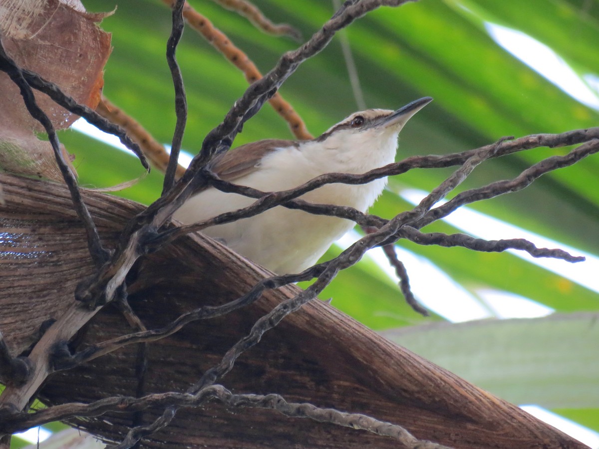 Bicolored Wren - ML204111531