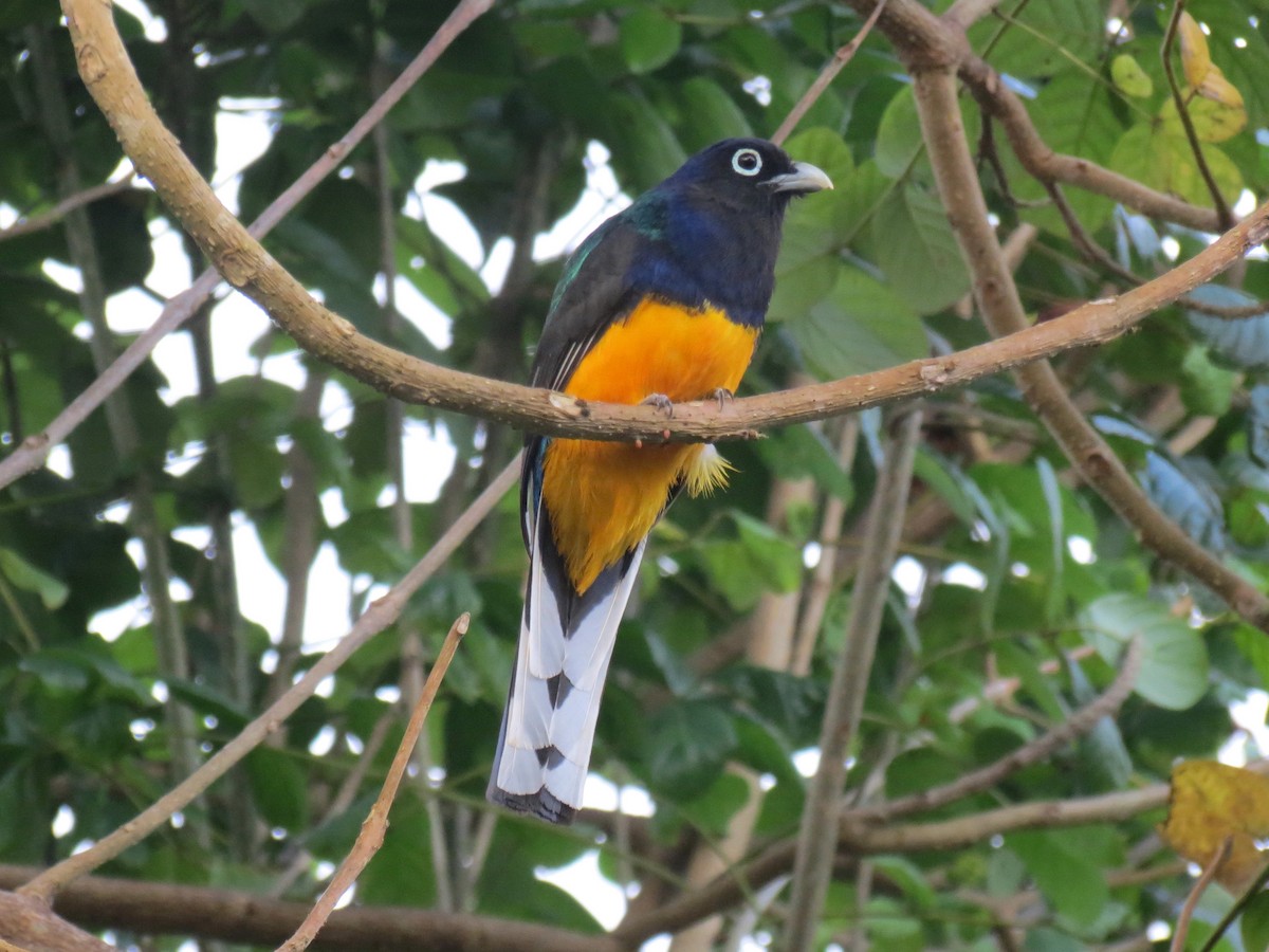 Green-backed Trogon - ML204111551