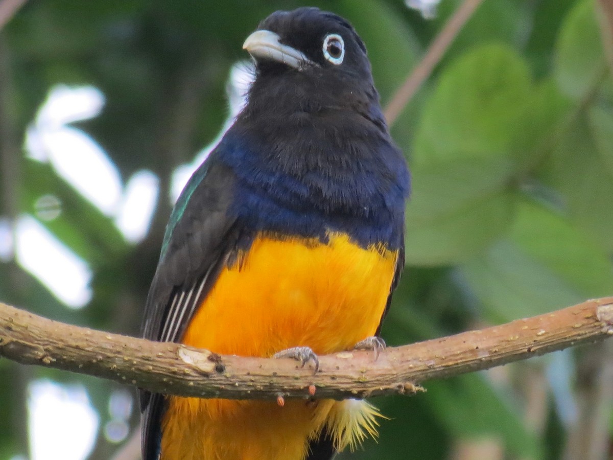 Green-backed Trogon - ML204111561