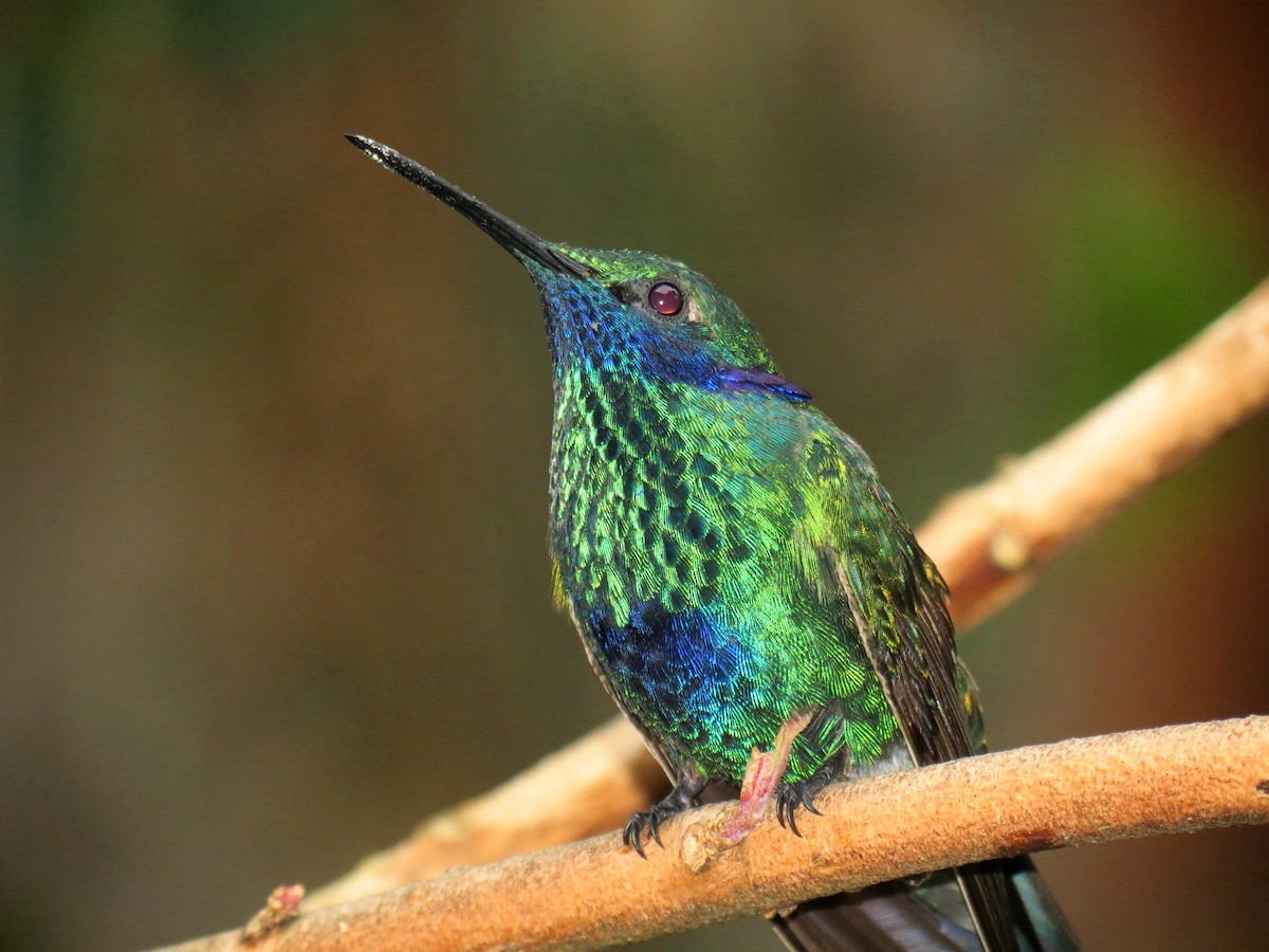 Colibrí Rutilante - ML204111641