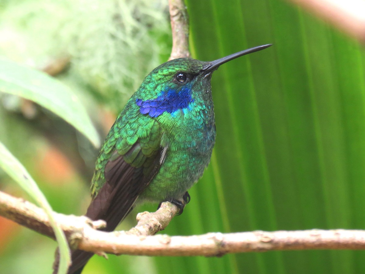 kolibřík modrouchý - ML204111801