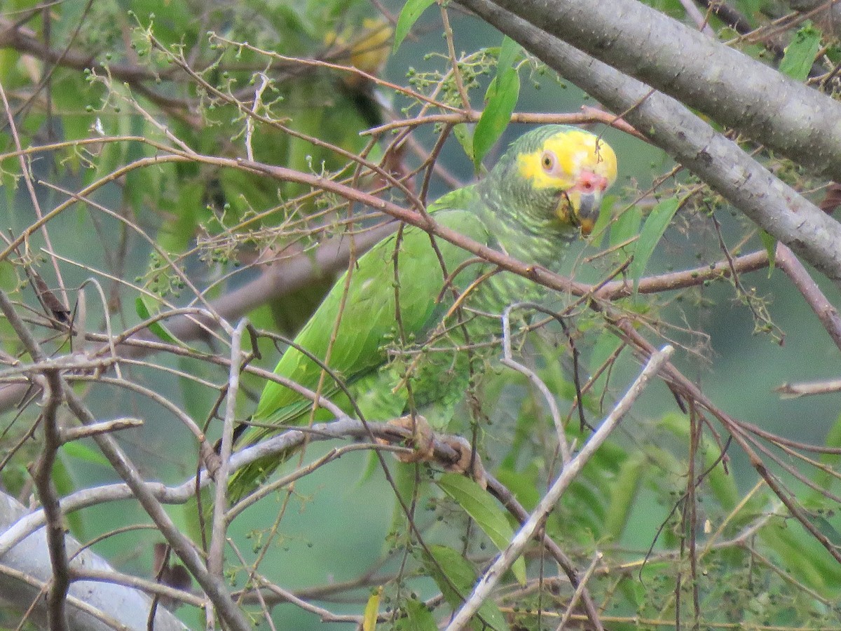 Yellow-faced Parrot - Thore Noernberg