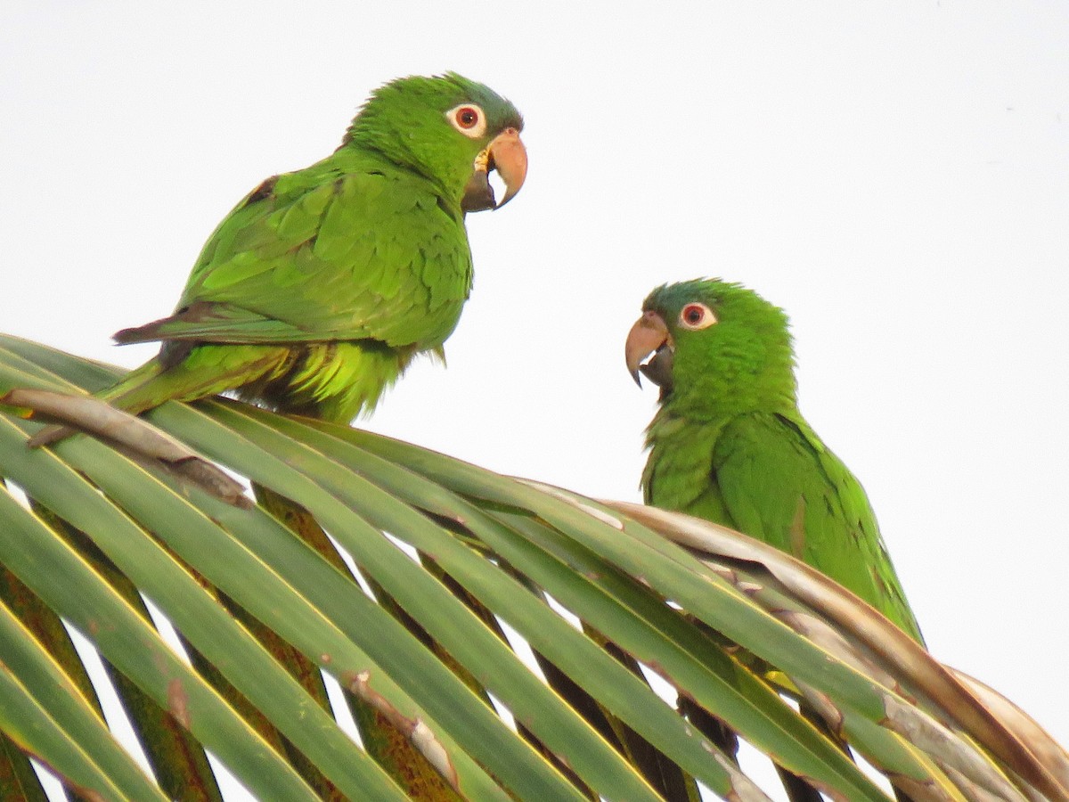 Blue-crowned Parakeet (Blue-crowned) - Thore Noernberg