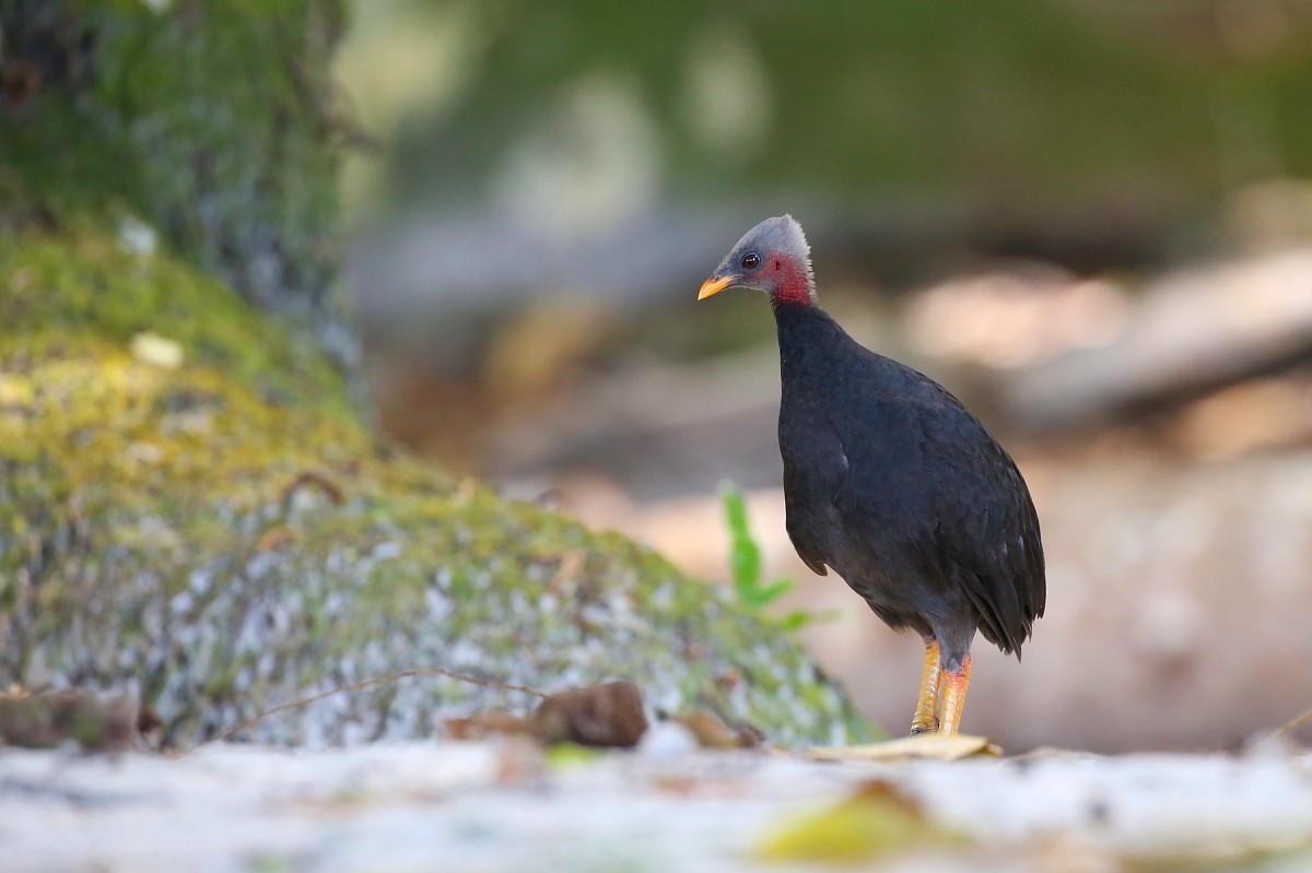 Micronesian Megapode - Janos  Olah