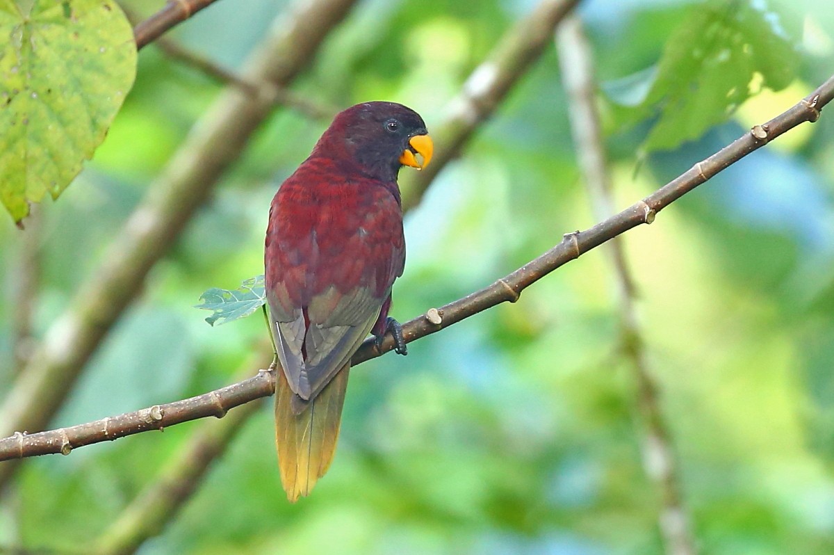 Pohnpei Loriketi - ML204112421