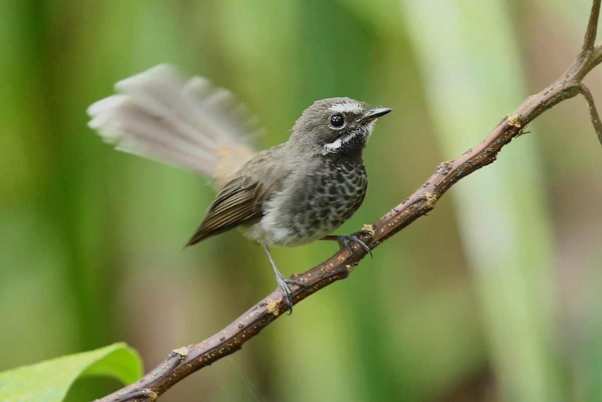 Pohnpei Fantail - ML204112431