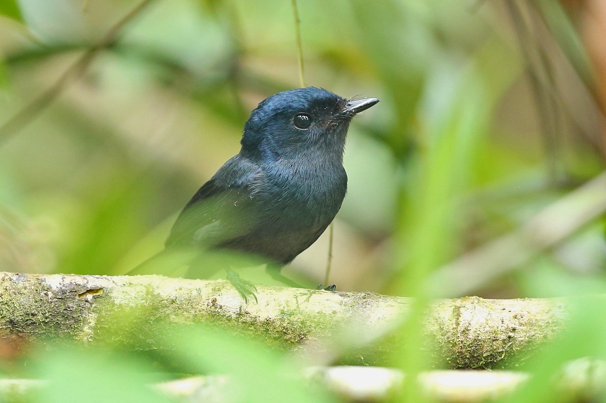 Pohnpei Flycatcher - Janos  Olah