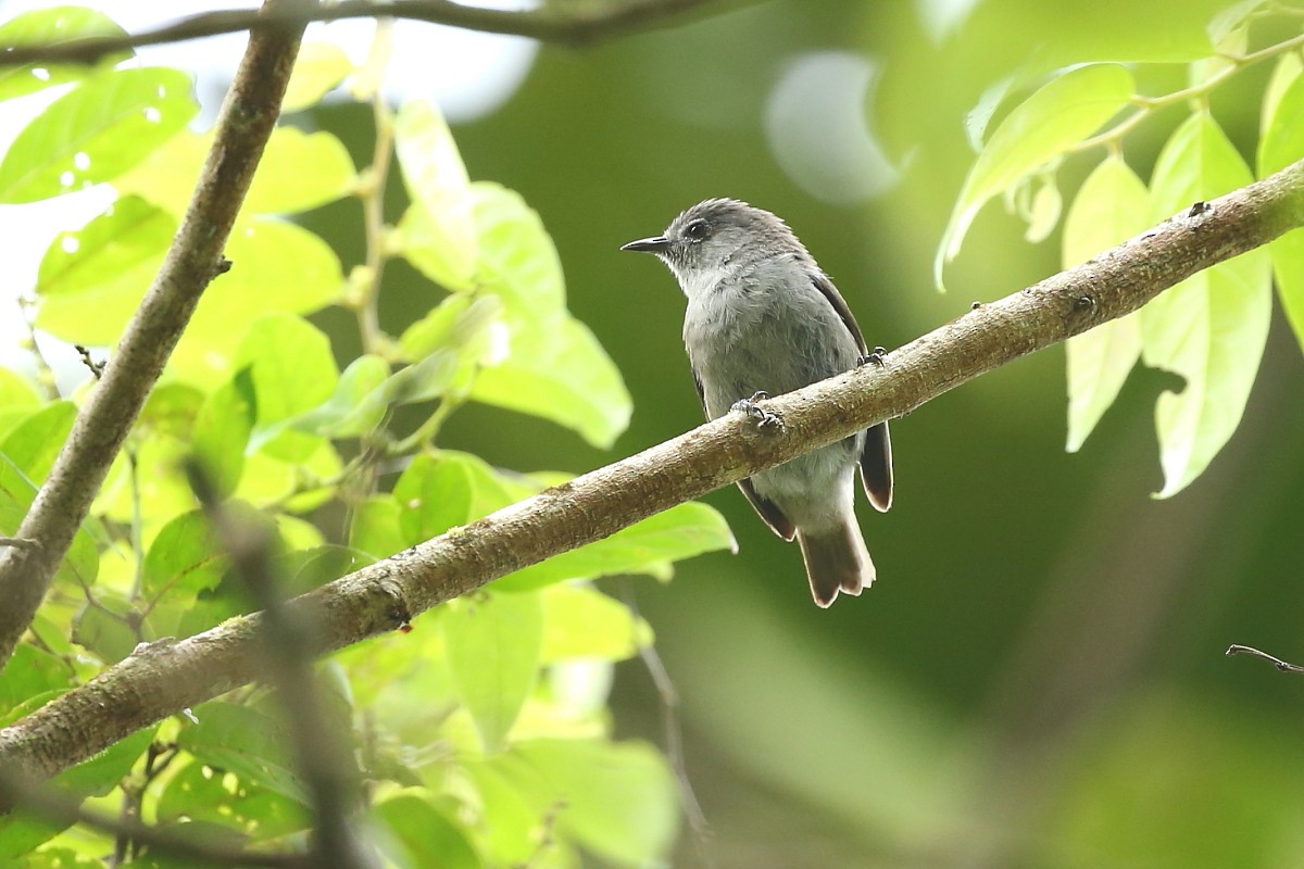 Pohnpei White-eye - ML204112461