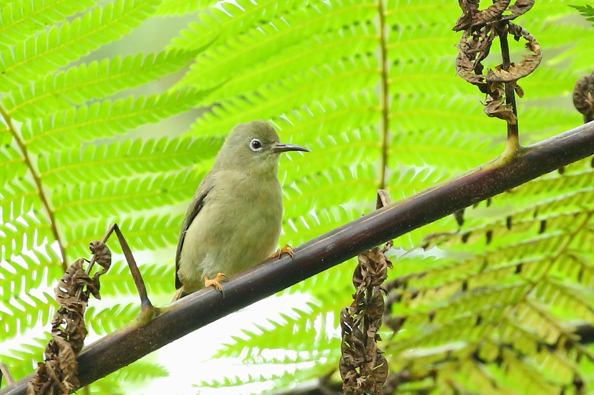 Long-billed White-eye - ML204112471