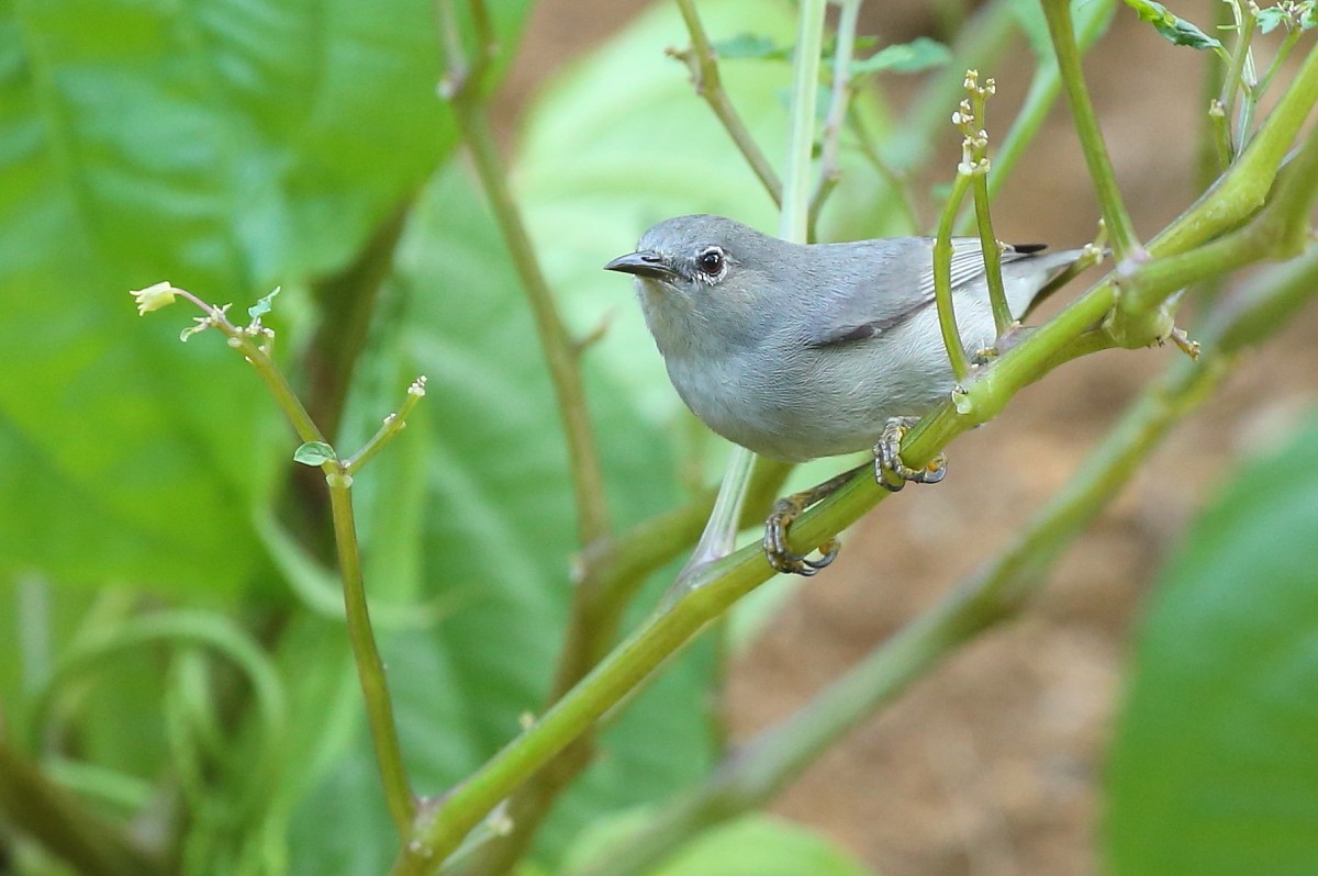 Kosrae White-eye - ML204112481