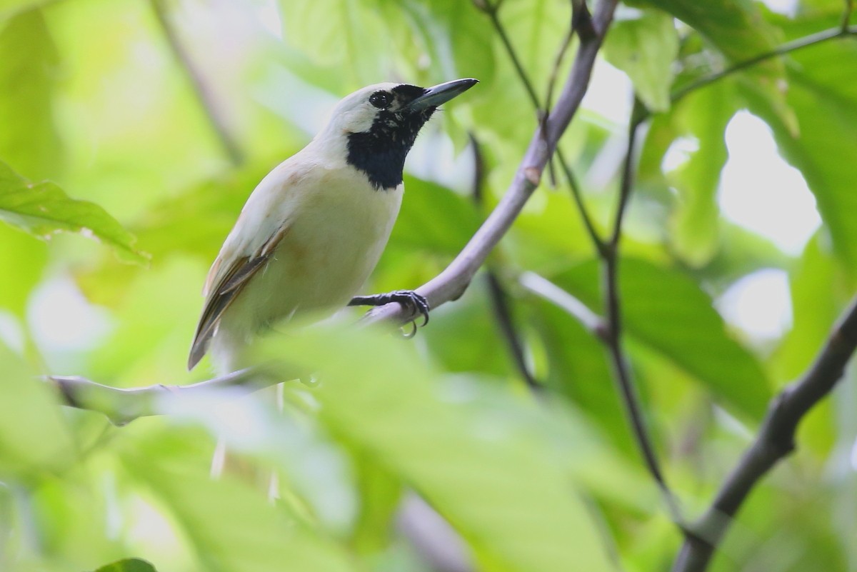Chuuk Monarch - Janos  Olah