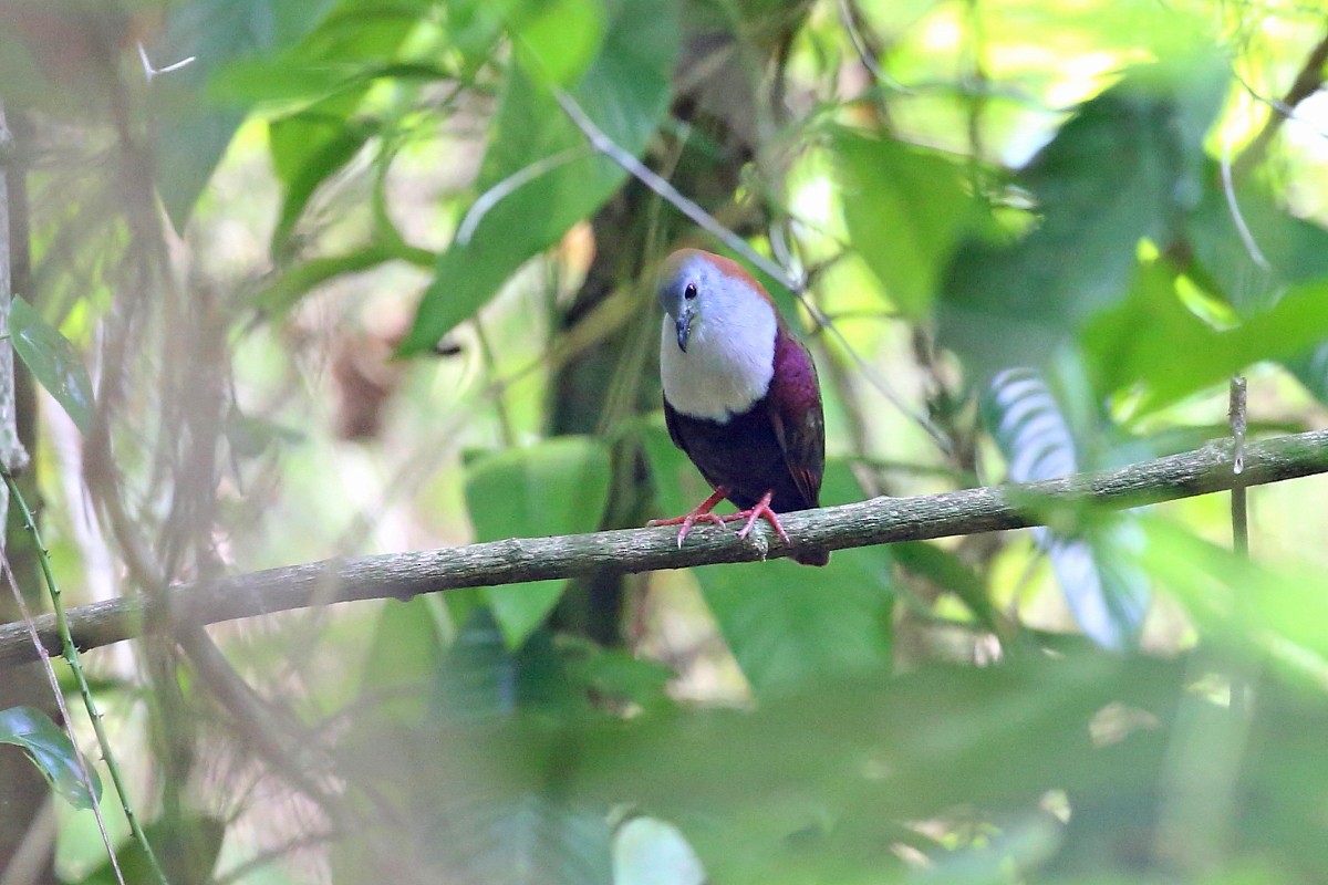 Palau Ground Dove - ML204112551