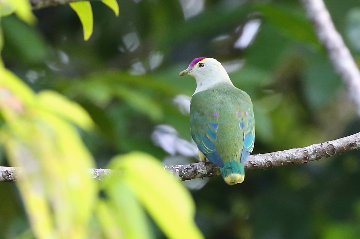 Palau Fruit-Dove - ML204112561