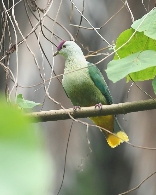 Kosrae Fruit-Dove - Janos  Olah