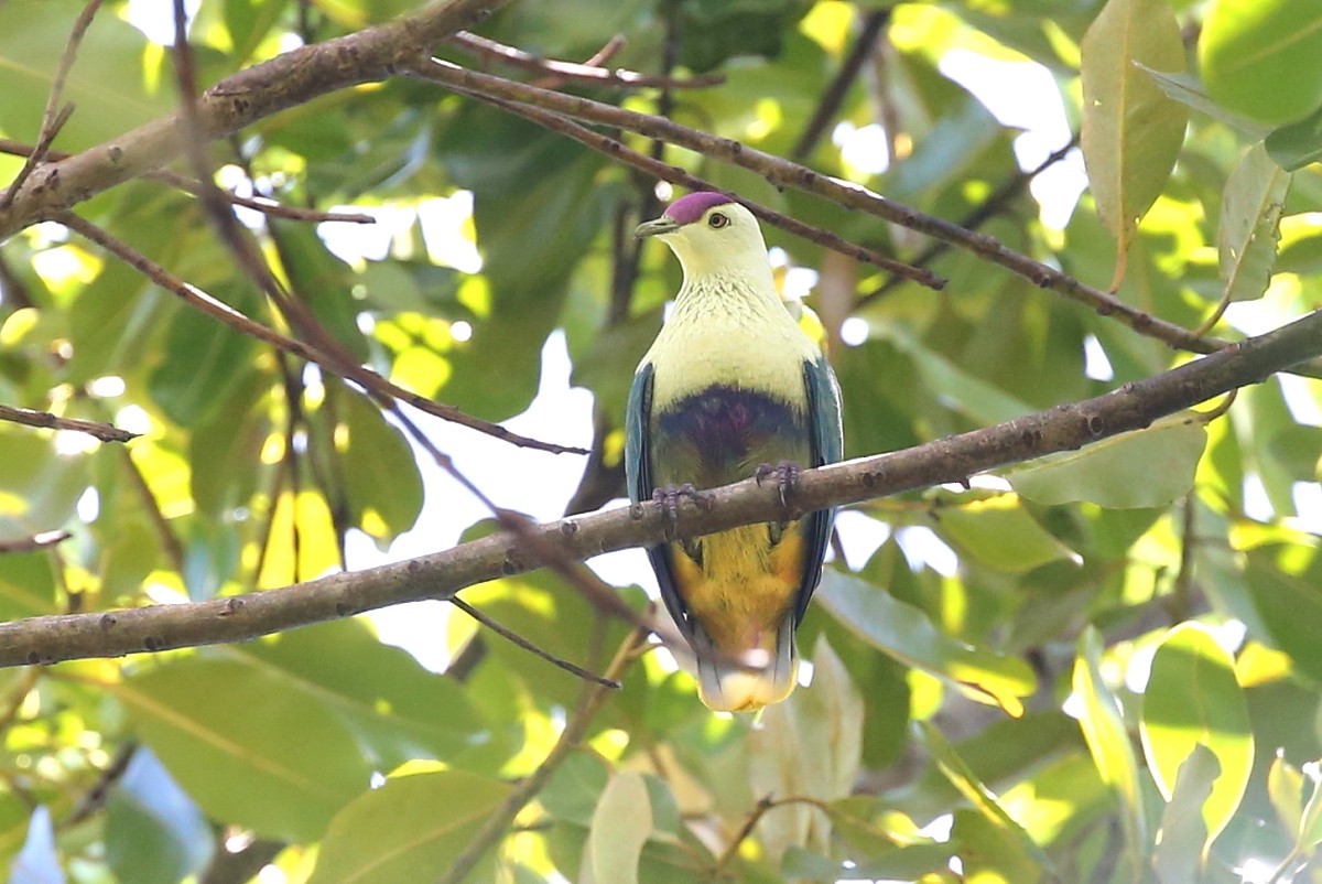 Purple-capped Fruit-Dove - ML204112661