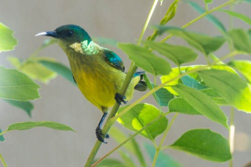 Collared Sunbird - ML204112701