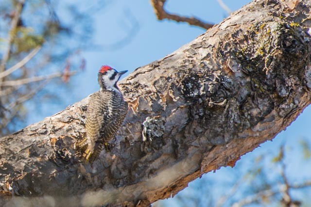Bearded Woodpecker - John Gibbs