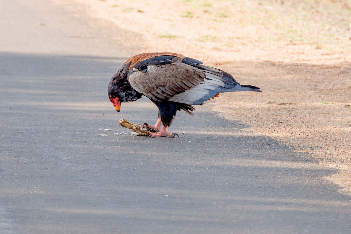 Bateleur - John Gibbs