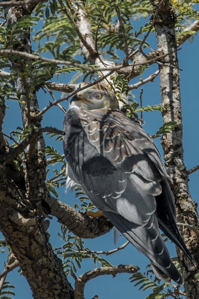 Black-winged Kite (African) - ML204112761