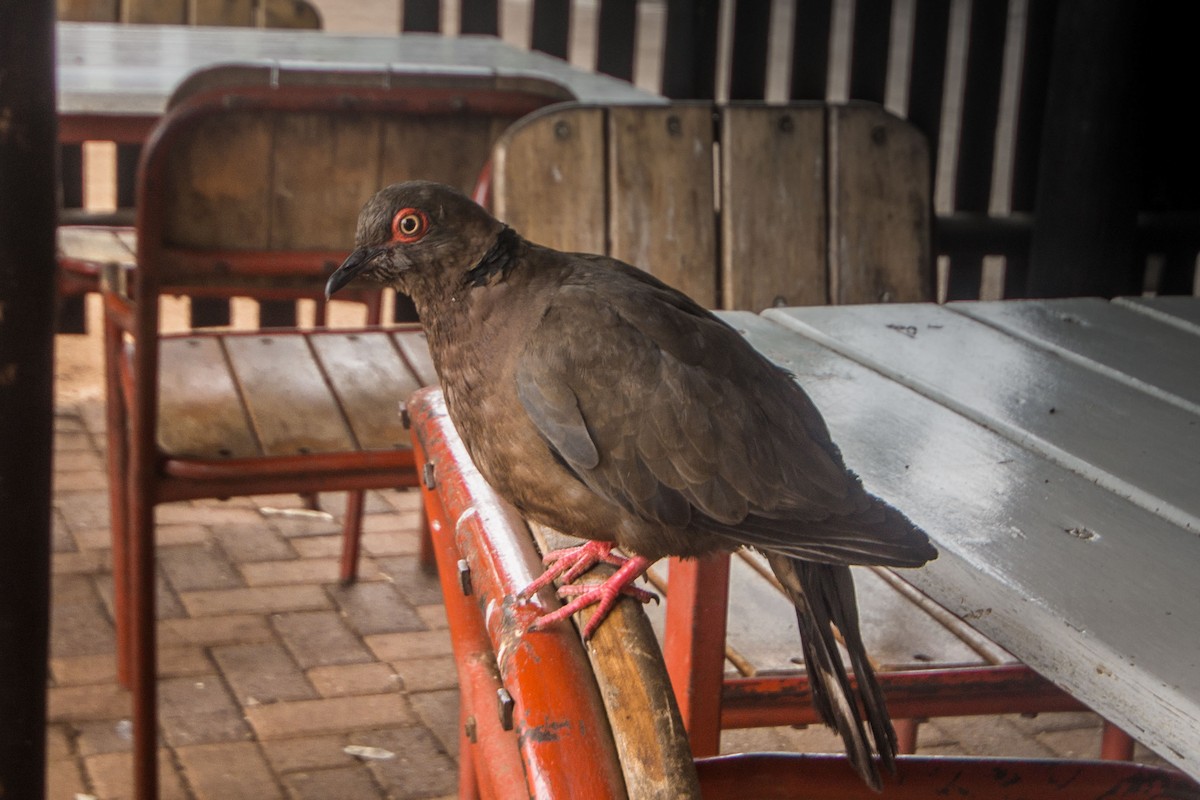 Mourning Collared-Dove - ML204112771