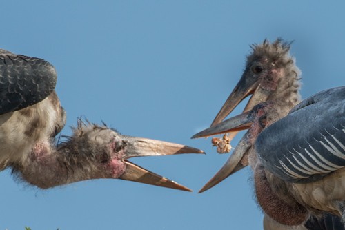 Marabou Stork - John Gibbs