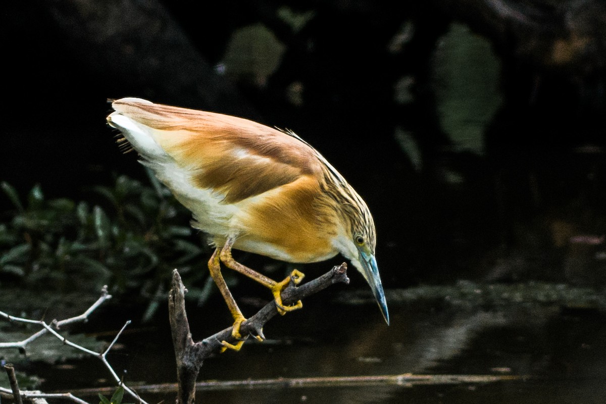 Squacco Heron - John Gibbs