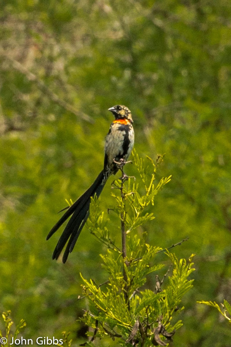 Red-collared Widowbird - ML204112831