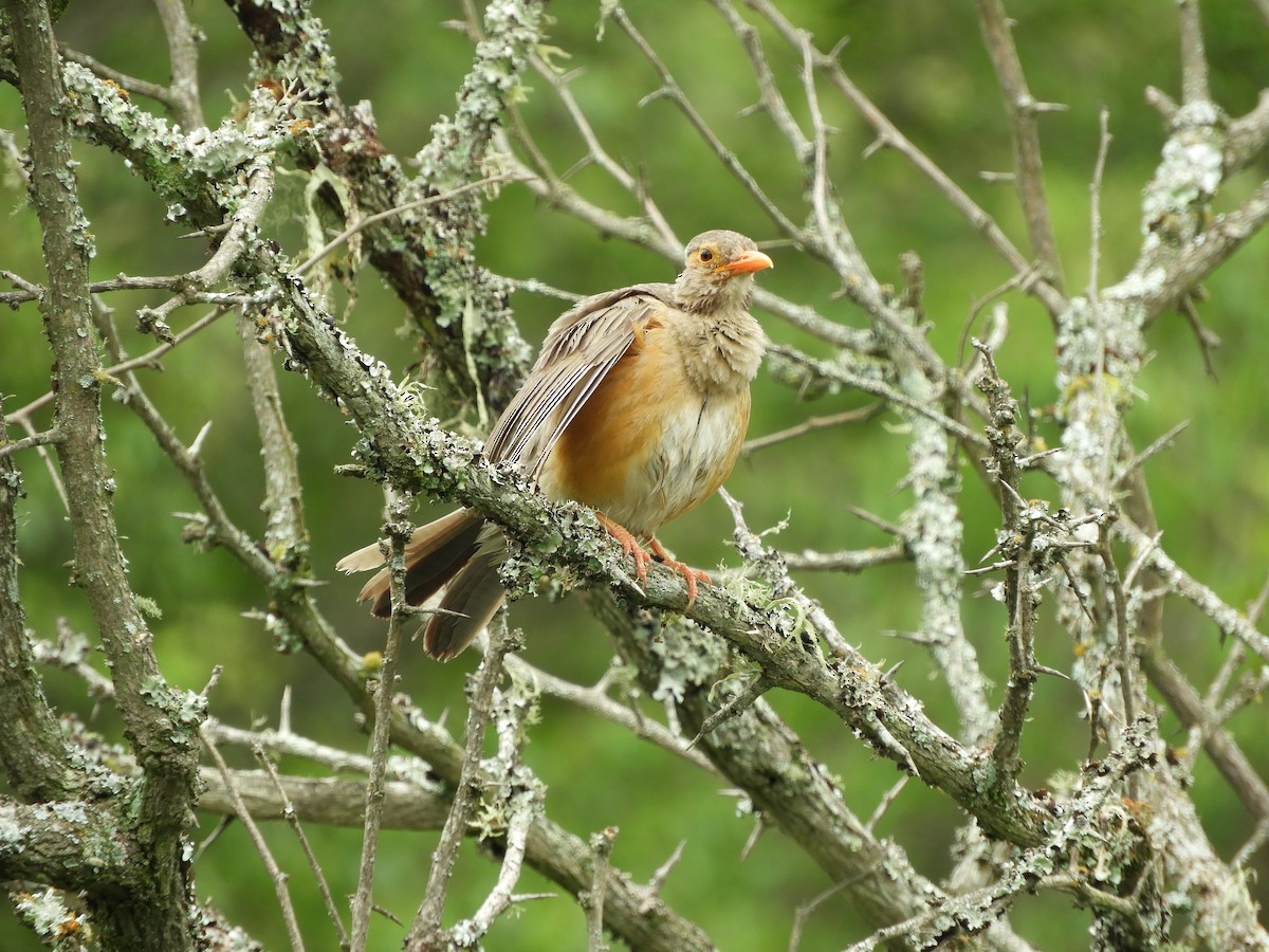 Kurrichane Thrush - ML204112841