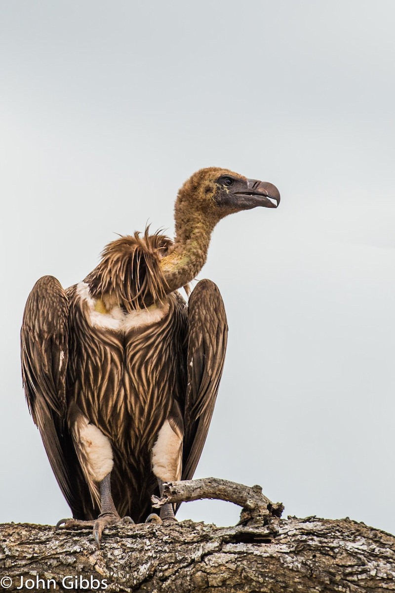 White-backed Vulture - John Gibbs