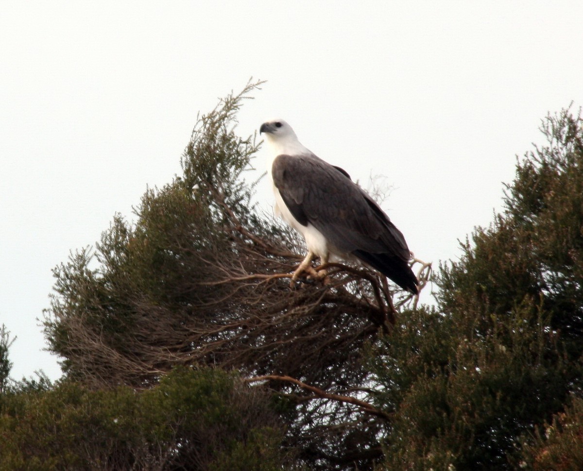 White-bellied Sea-Eagle - ML204113021