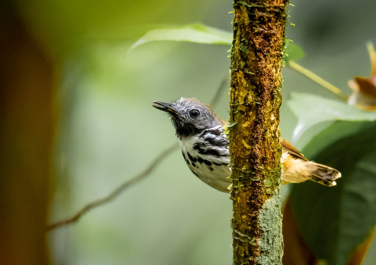 Spot-backed Antbird - Héctor Bottai