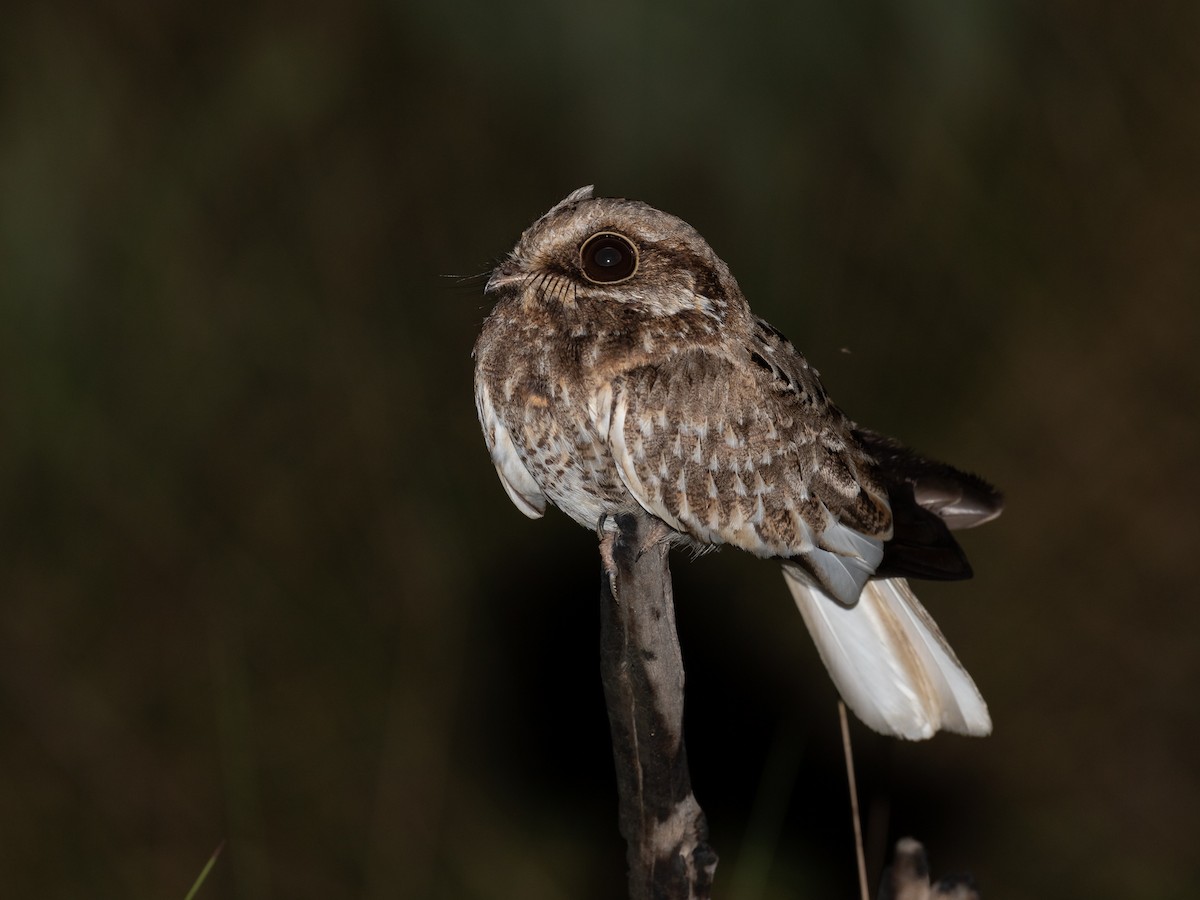 White-winged Nightjar - ML204113181